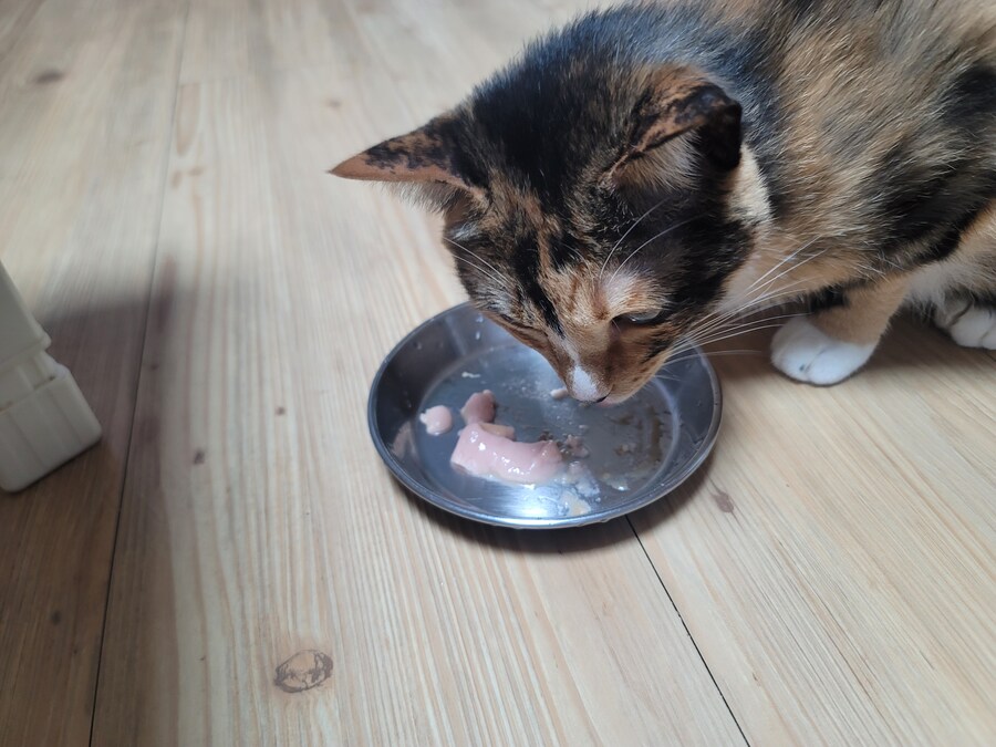 새벽 다되어서 먹는 뒤늦은 유게이 저녁밥 혼신의 역작 라면_4.jpg