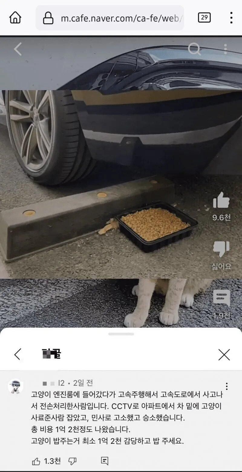 1억 2천만원 캣맘_1.jpg