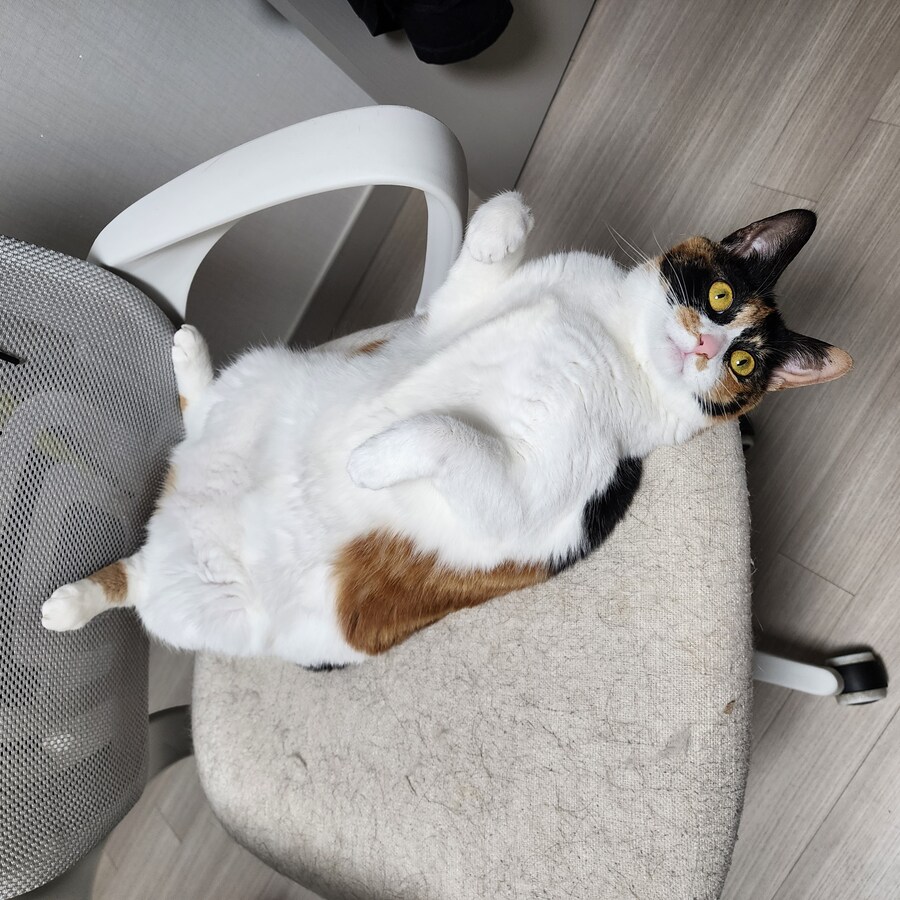 (고양이)베글 멈멍이 글 보고 써보는 우리 냥냥이 썰.._8.jpg