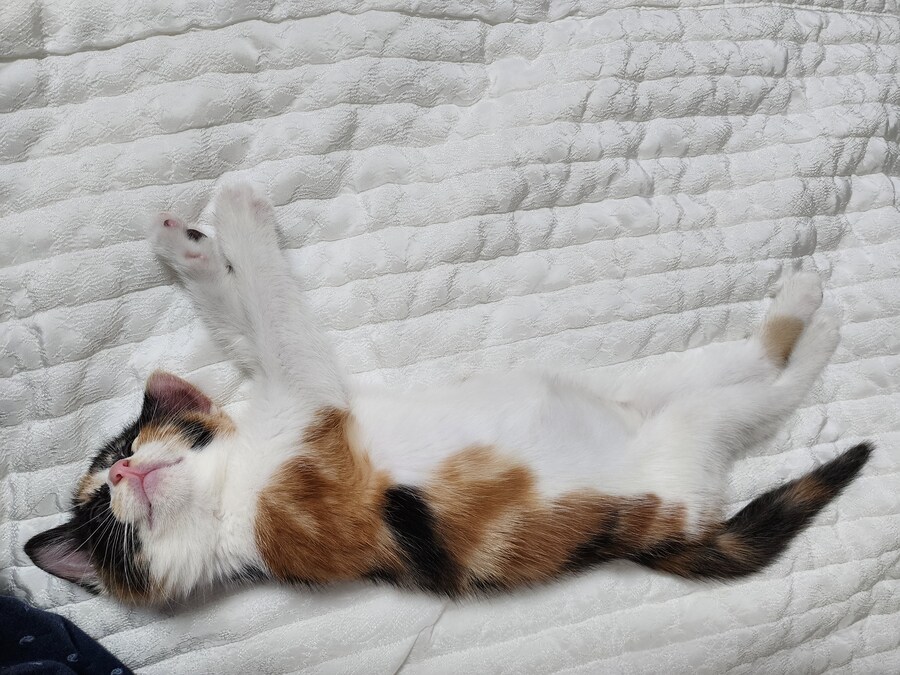 (고양이)베글 멈멍이 글 보고 써보는 우리 냥냥이 썰.._1.jpg