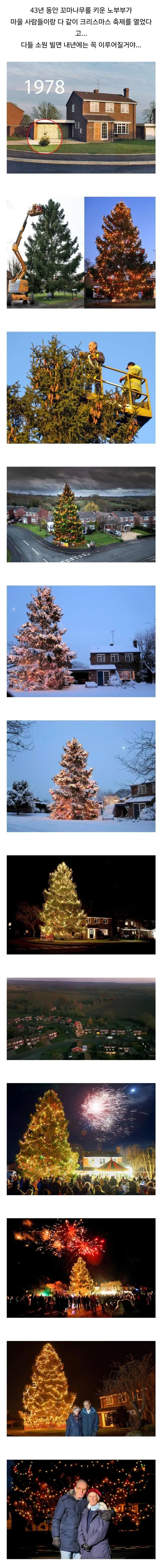 43년 동안 크리스마스 트리를 키운 노부부_1.png