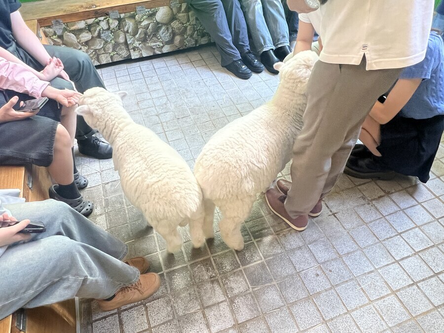 양 보고가라_2.jpg