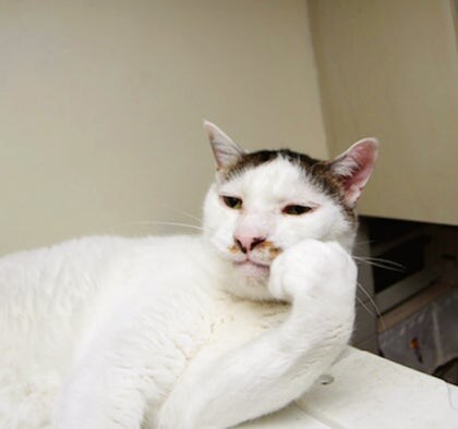 약사 협회가 창고형 약국을 반대하는 이유가 뭐라고 했더라?_5.jpg