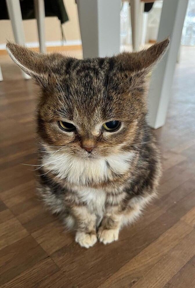 고양이 귀가 길다_1.jpg