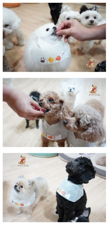 돈있는 주인들의 애견 라이프_7.png