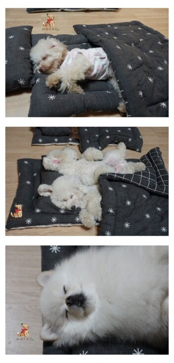 돈있는 주인들의 애견 라이프_9.png