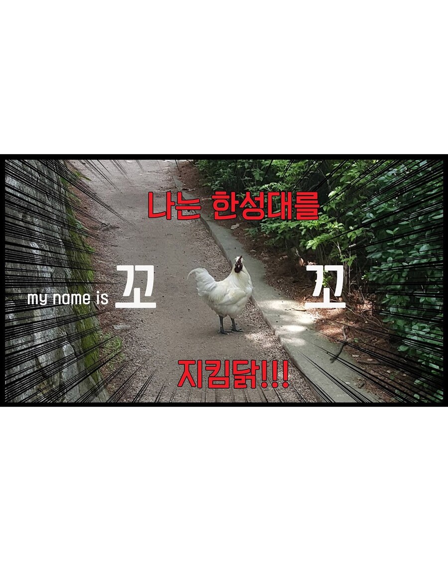 한성대 캠퍼스에 살고 있는 닭_2.jpg
