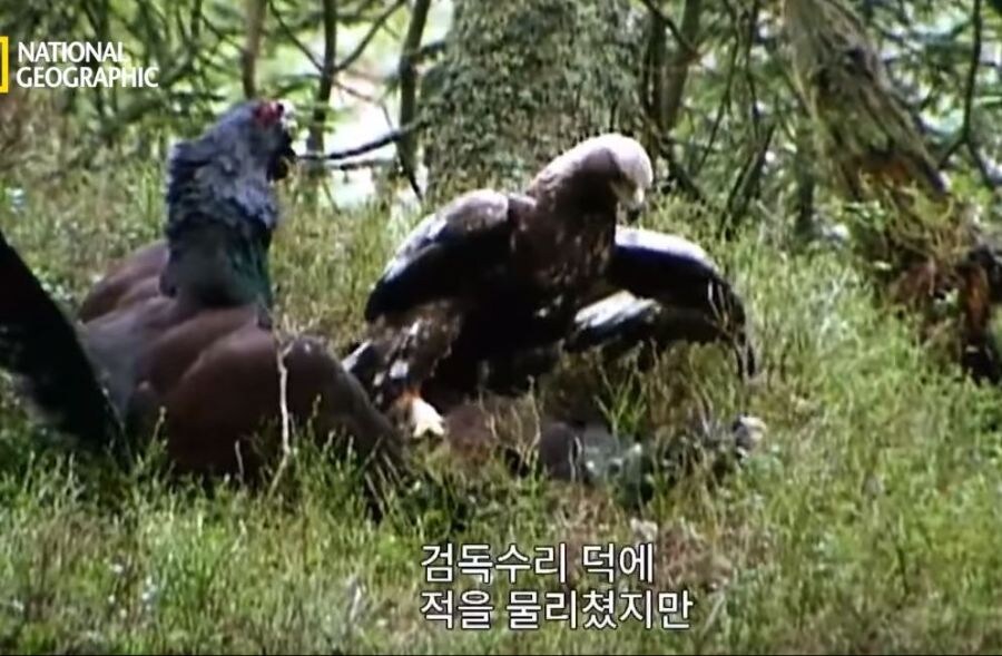 가오가 뇌를 지배하는 생물_16.jpg