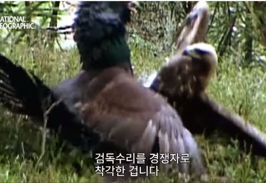 가오가 뇌를 지배하는 생물_18.jpg