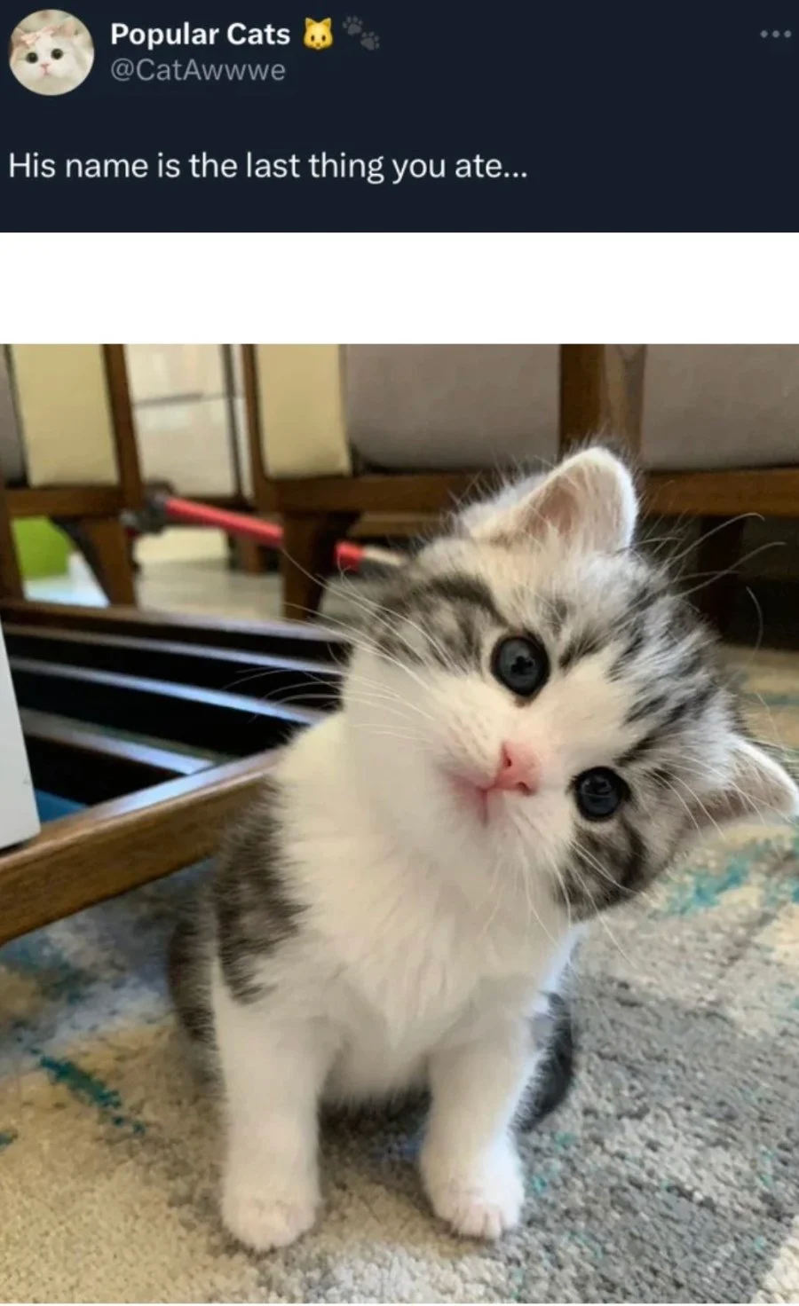 마지막으로 먹은 음식이 고양이의 이름이 됩니다_1.webp