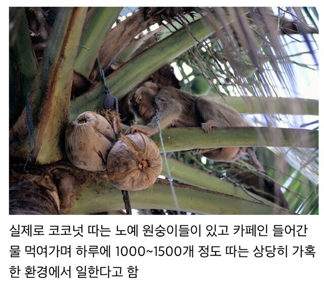 노예 원숭이들의 가혹한 일상_1.jpg