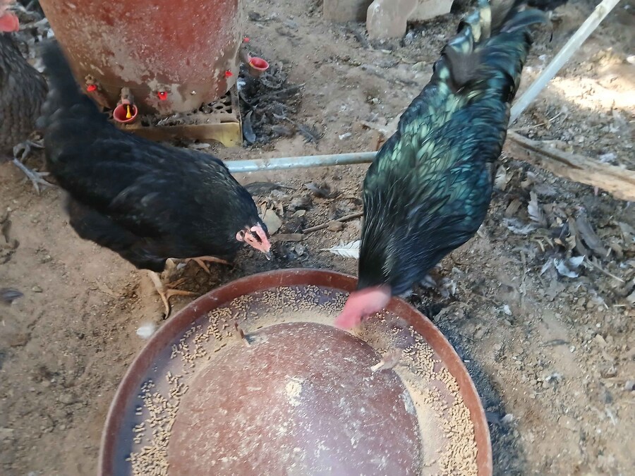 리노아 몰래 연말에 큰 닭장 올려야지 (꼬끼오 포함)_4.jpg