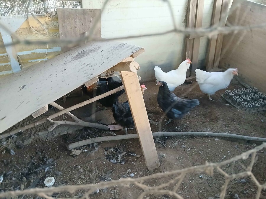 리노아 몰래 연말에 큰 닭장 올려야지 (꼬끼오 포함)_6.jpg