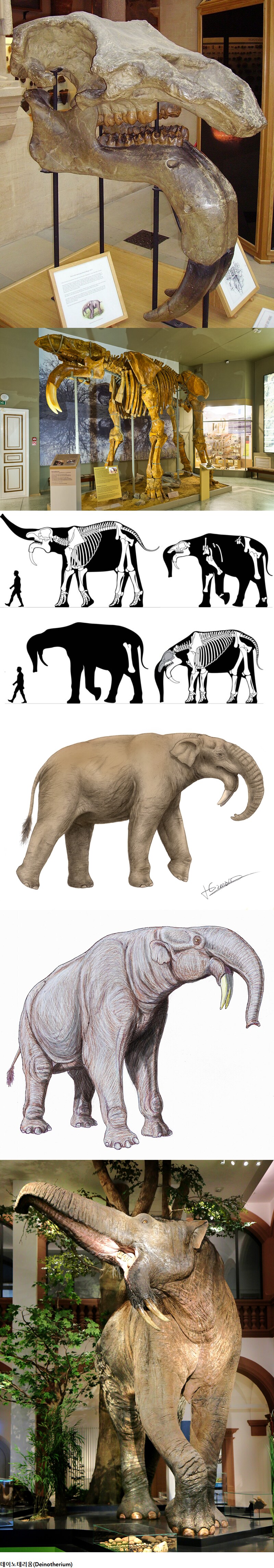 멸종한 코끼리의 먼 친척 '데이노테리움'_1.png