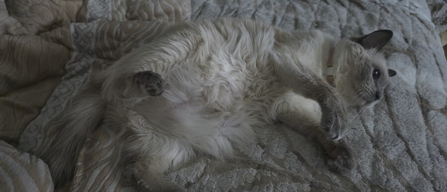 사랑이와 라온이 근황_3.jpg