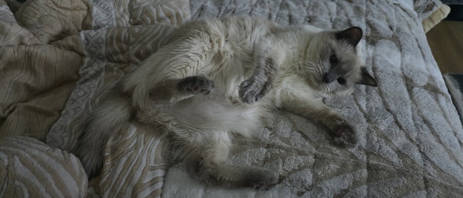 사랑이와 라온이 근황_4.jpg