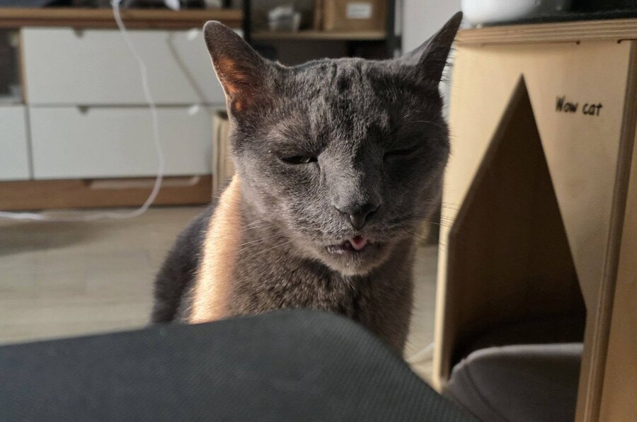 사랑이와 라온이 근황_10.jpg