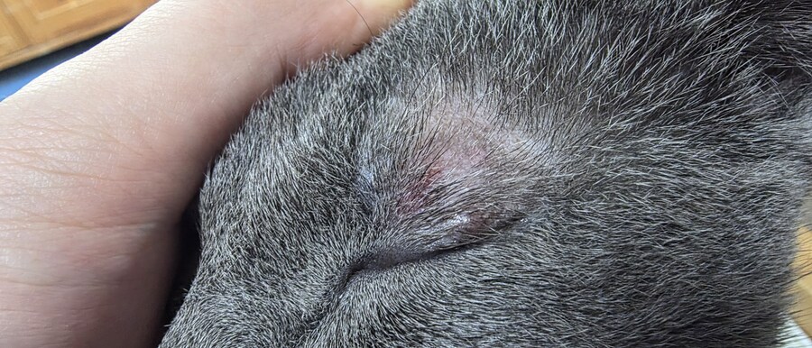 사랑이와 라온이 근황_11.jpg