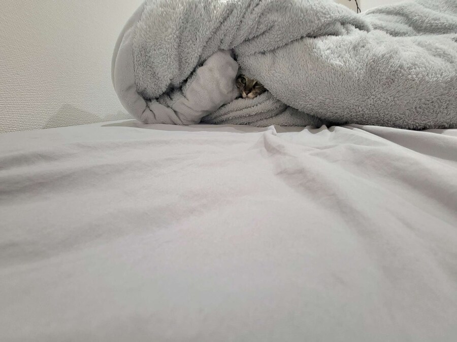 겨울철 고냉이_1.jpg