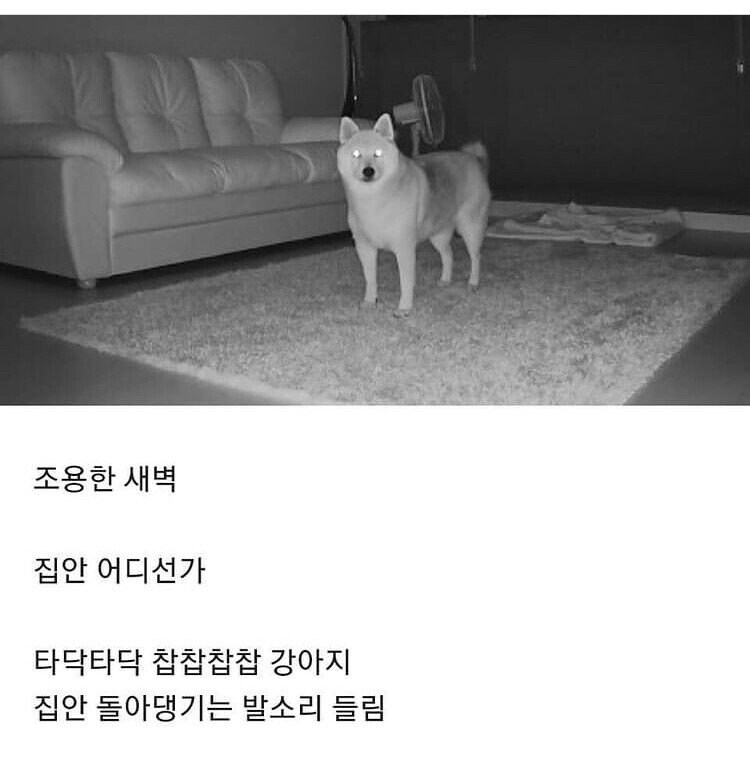 강아지 키우는 집 공감_1.jpg
