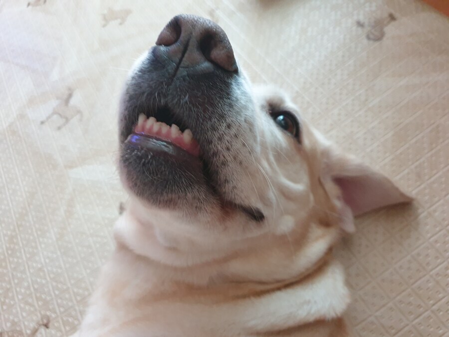 우리집 빙구 사진 모음._10.jpg