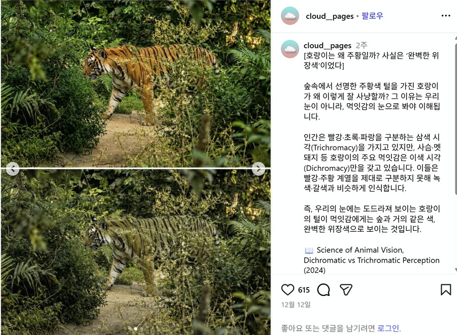 호랑이 주황색 너무 눈에 잘 띄는거 아님?_1.png