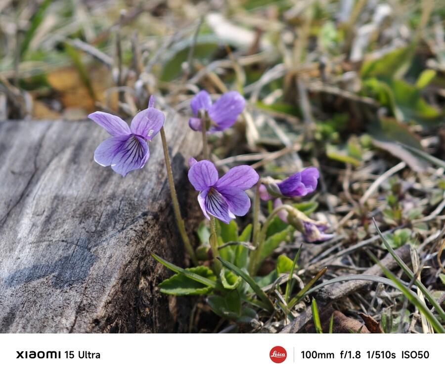 꽃 사진들 (스압)_1.jpg