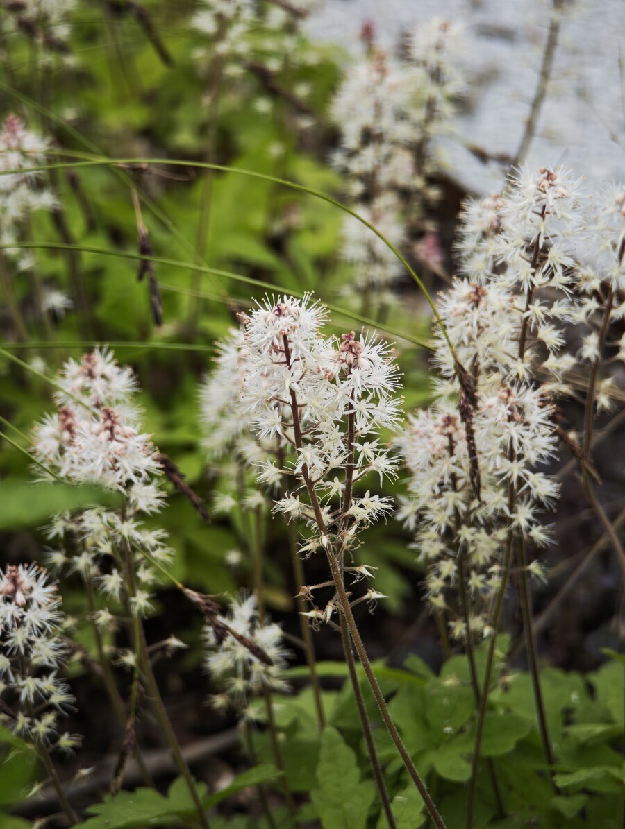 꽃 사진들 (스압)_2.jpg
