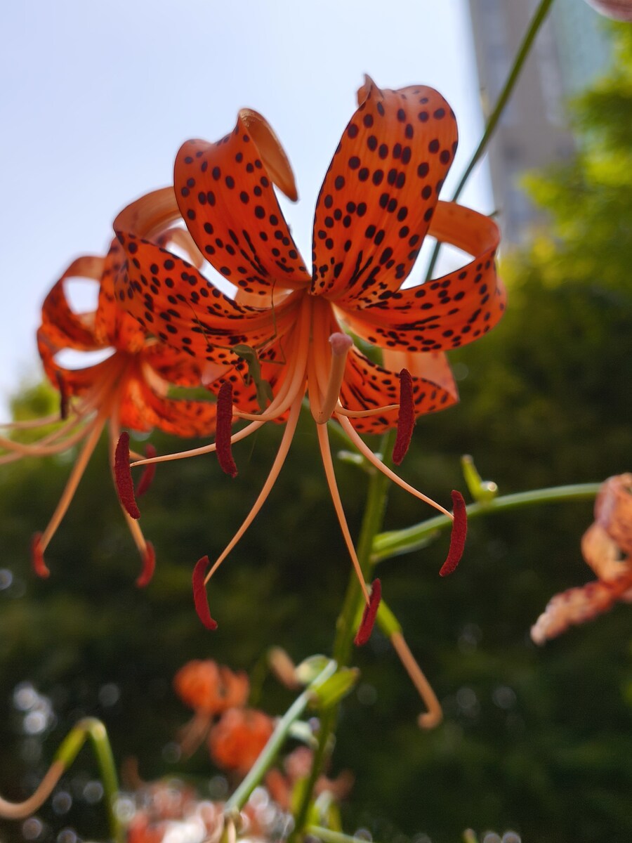 꽃 사진들 (스압)_6.jpg