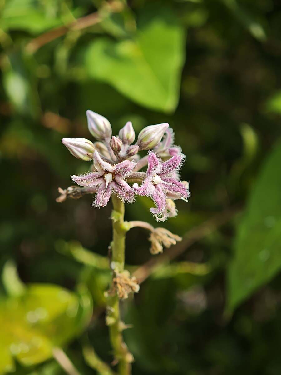 꽃 사진들 (스압)_11.jpg