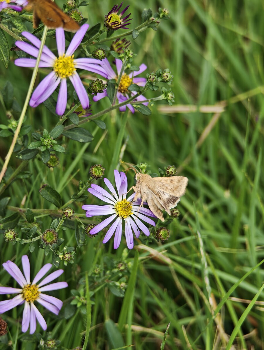 꽃 사진들 (스압)_13.jpg