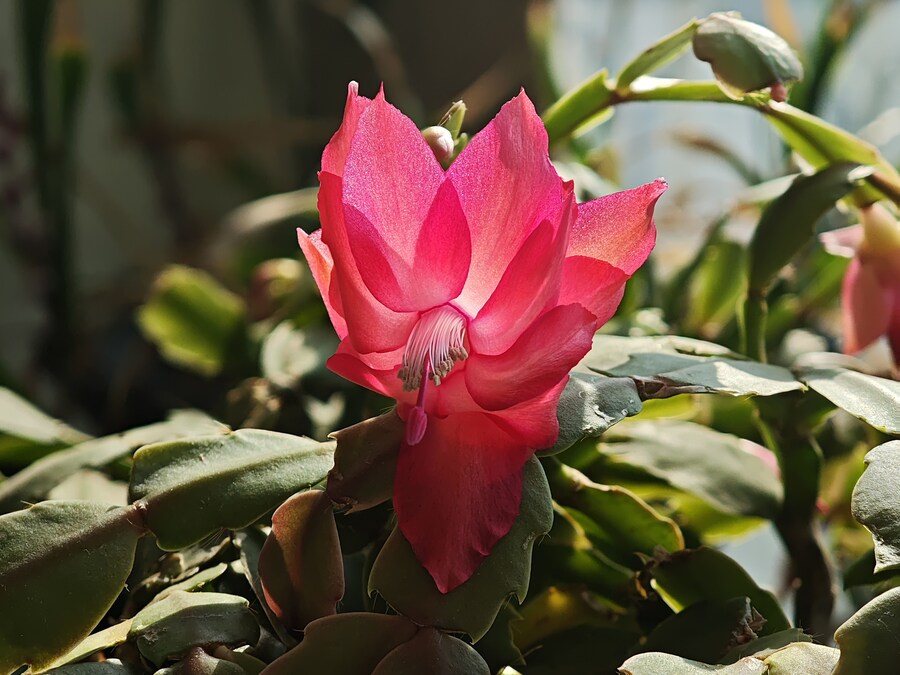 꽃 사진들 (스압)_14.jpg