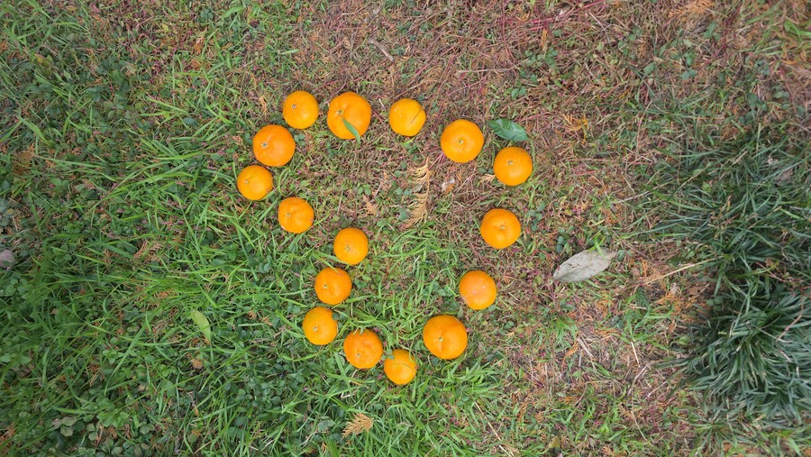 제주도) 서귀포 감귤체험카페 소금빵이랑 커피_5.jpg