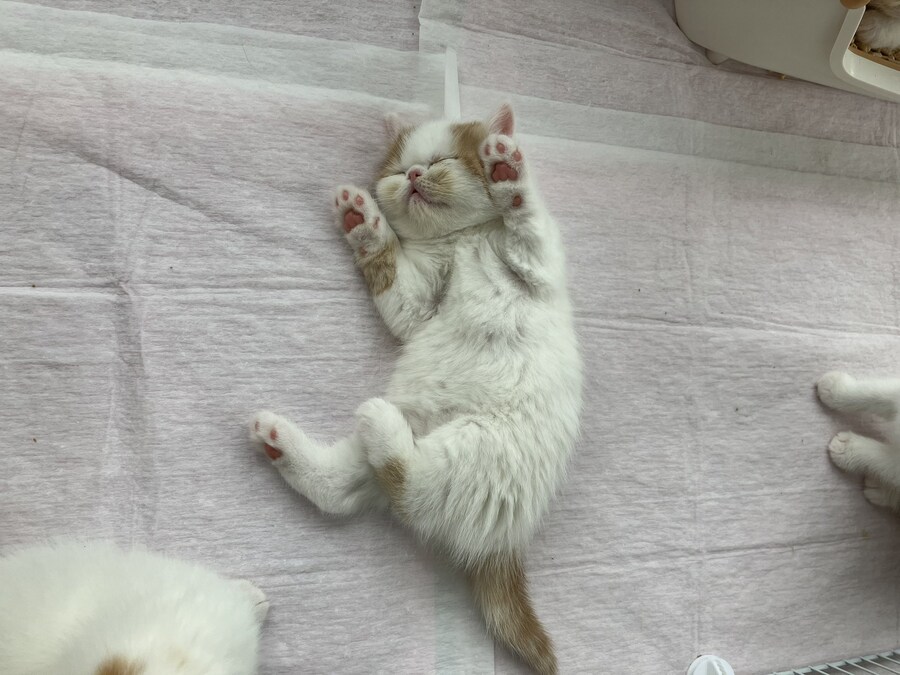 잠든 아기 고양이 자세히보기.jpg_1.jpg