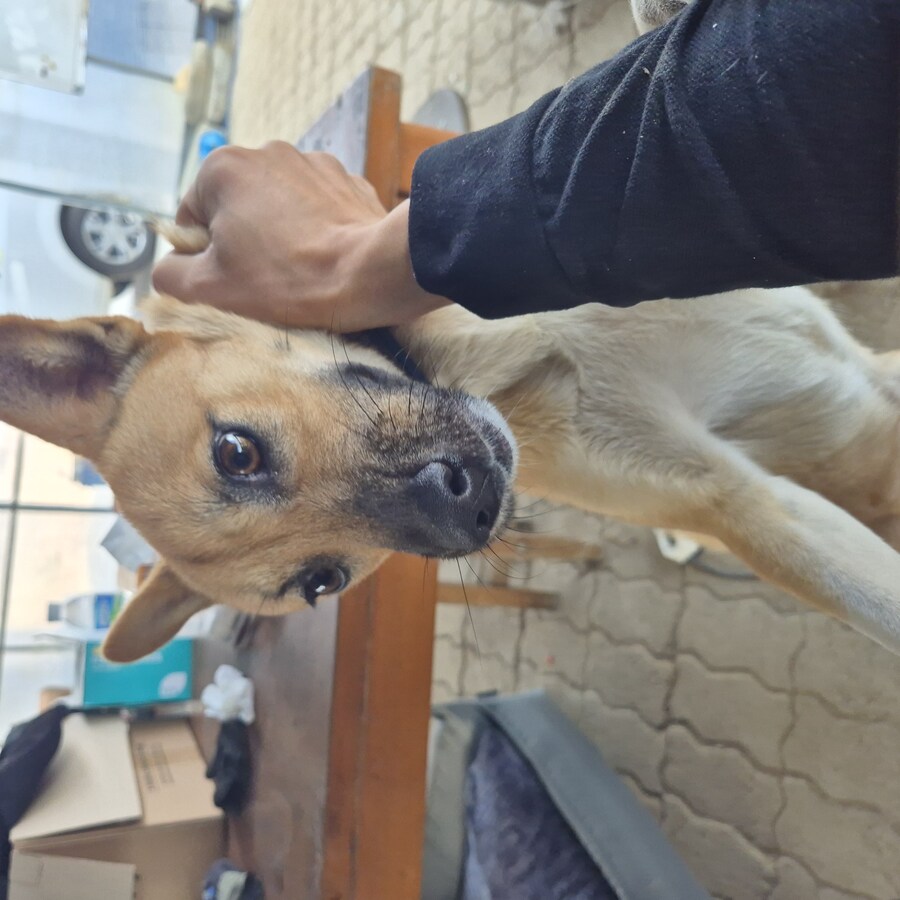 원조 오리지날 리얼 똥개_16.jpg