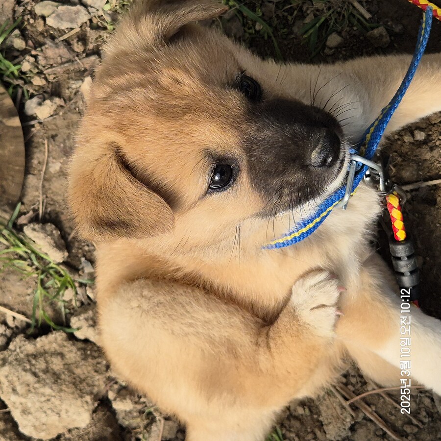 원조 오리지날 리얼 똥개_19.jpg