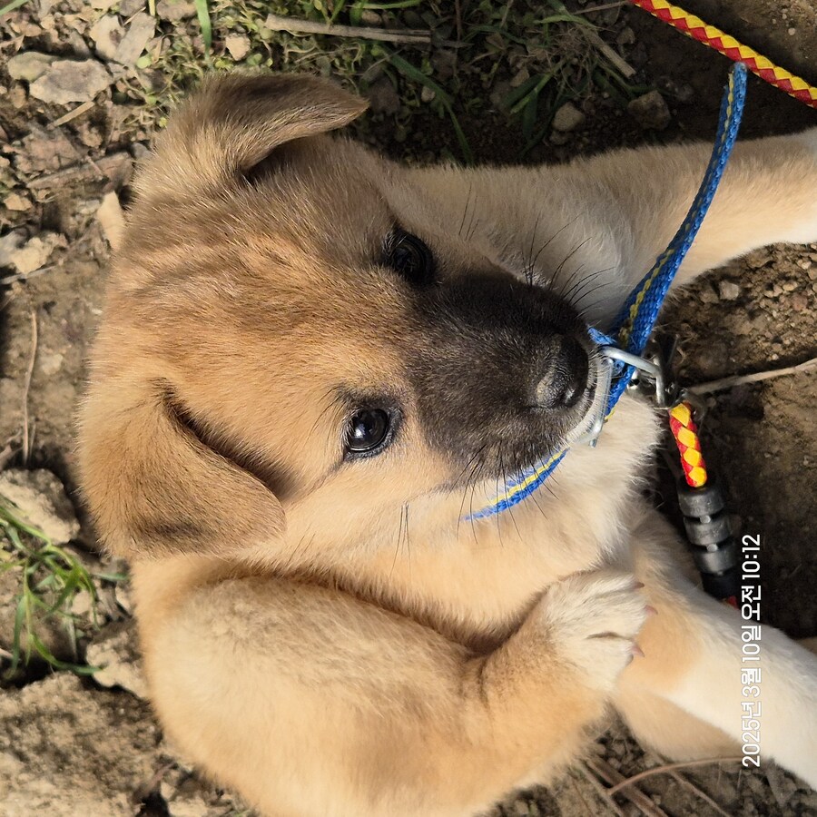 원조 오리지날 리얼 똥개_20.jpg