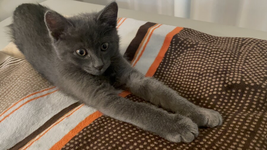 줍냥이 하쿠_9.jpg