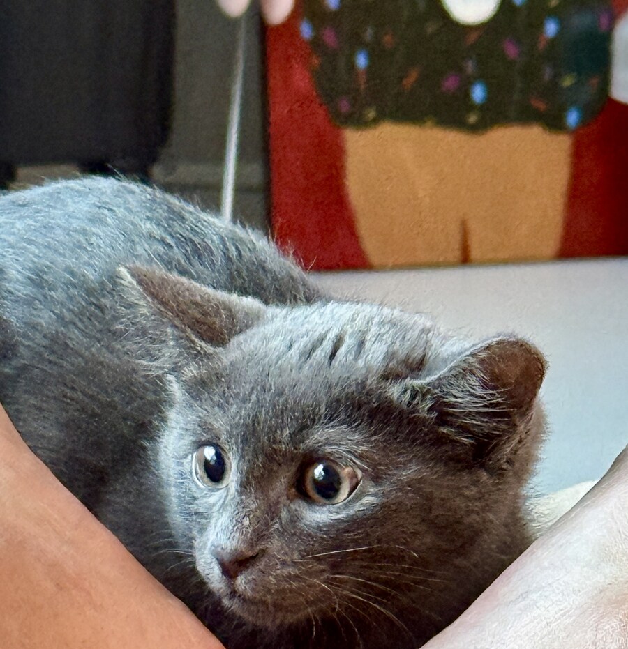 줍냥이 하쿠_15.jpg