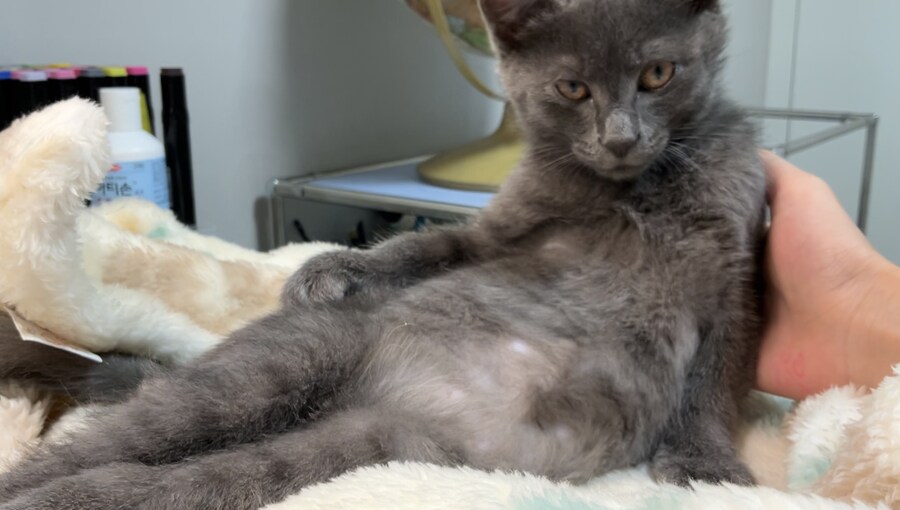 줍냥이 하쿠_16.jpg