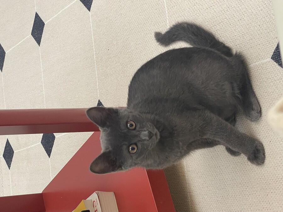 줍냥이 하쿠_18.jpg