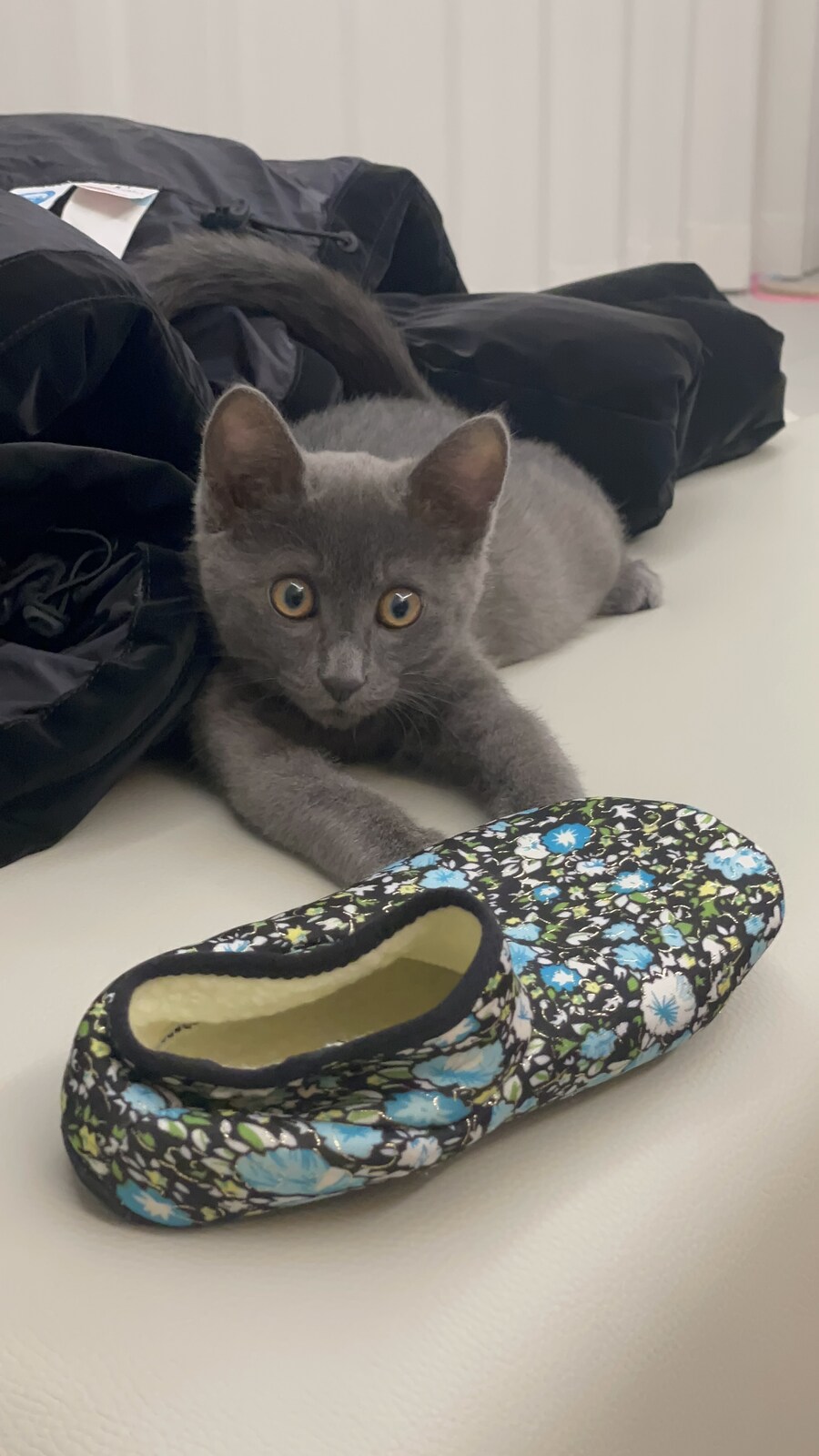 줍냥이 하쿠_19.jpg