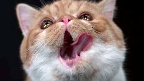 주토피아2 다들 공감하는거.movie_5.jpg