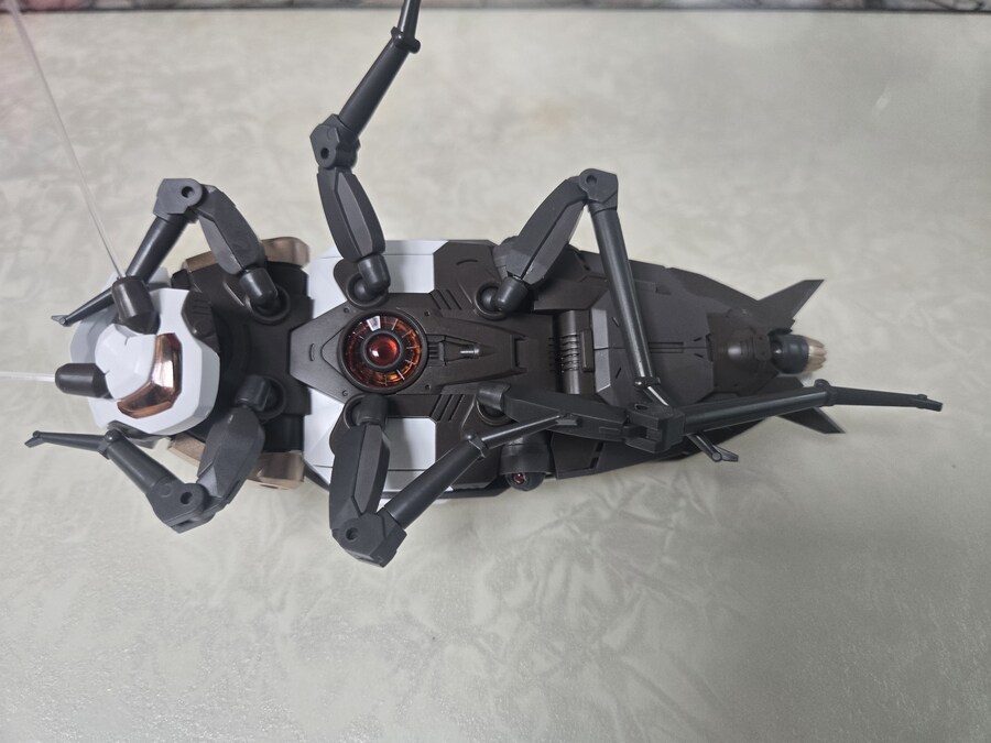 [로복스]광둥성 바퀴벌레_6.jpg