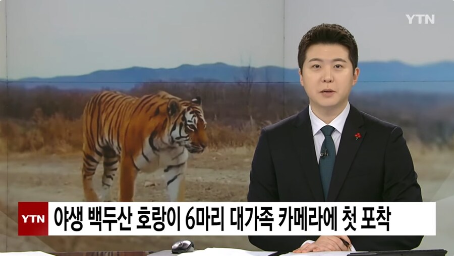 야생 백두산 호랑이 6마리 대가족 카메라에 첫 포착_1.png