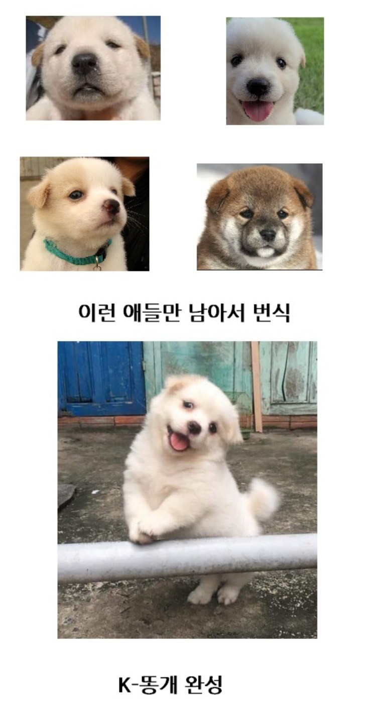 시골 똥개들이 왠만하면 순하고 귀여운 이유_2.png