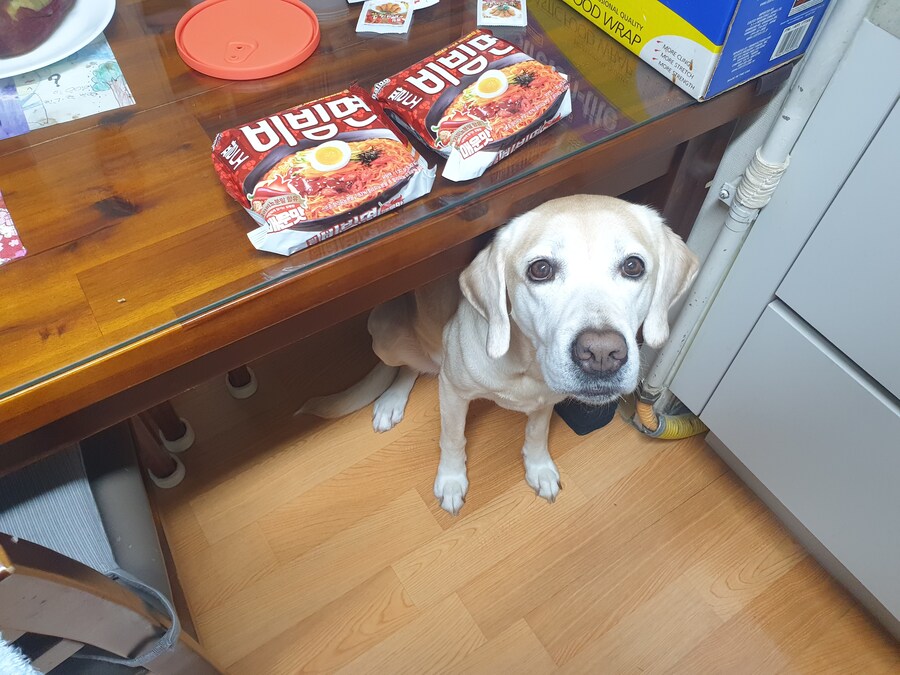 우리집 빙구 사진 모음._16.jpg