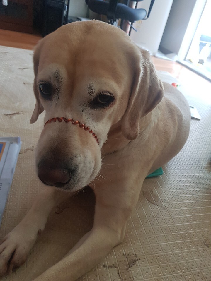 우리집 빙구 사진 모음._19.jpg