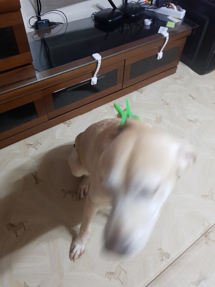 우리집 빙구 사진 모음._21.jpg