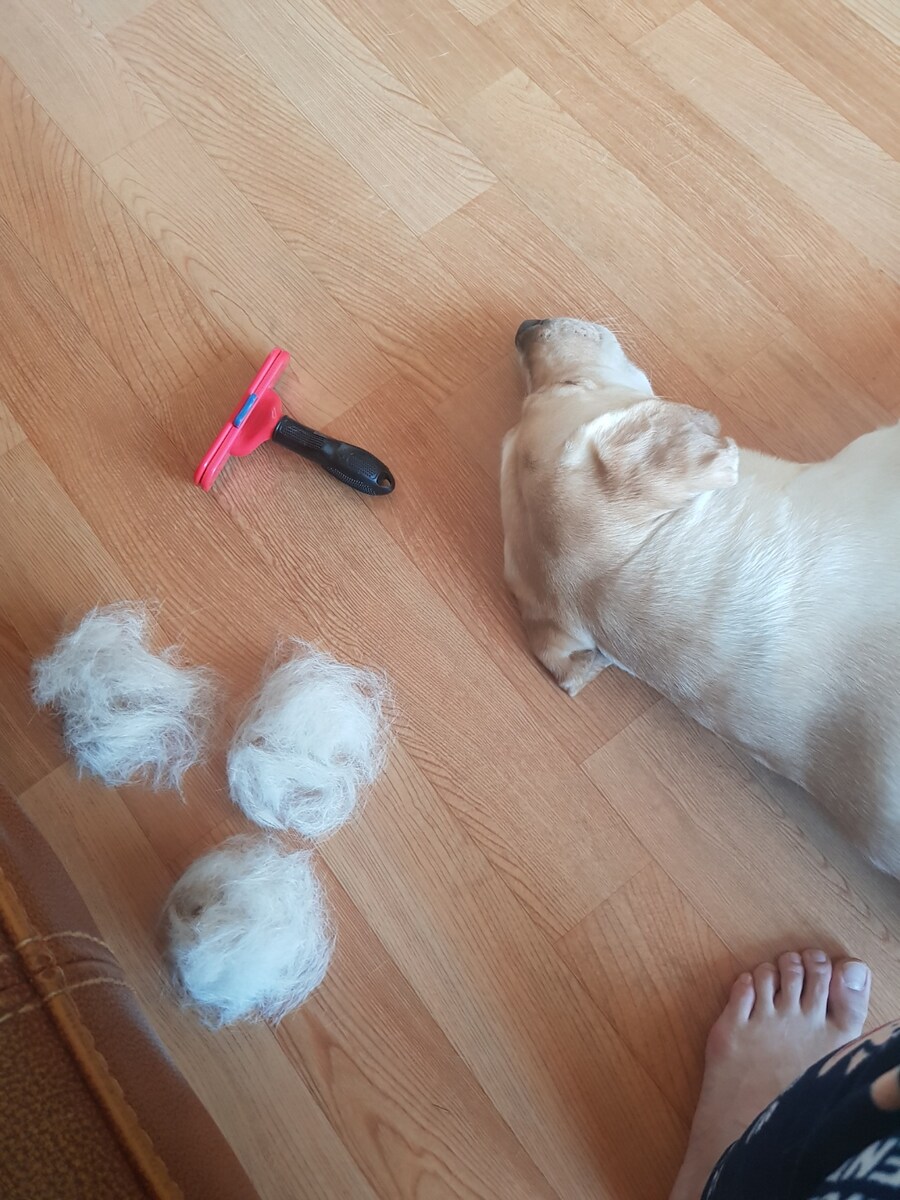 우리집 빙구 사진 모음._23.jpg